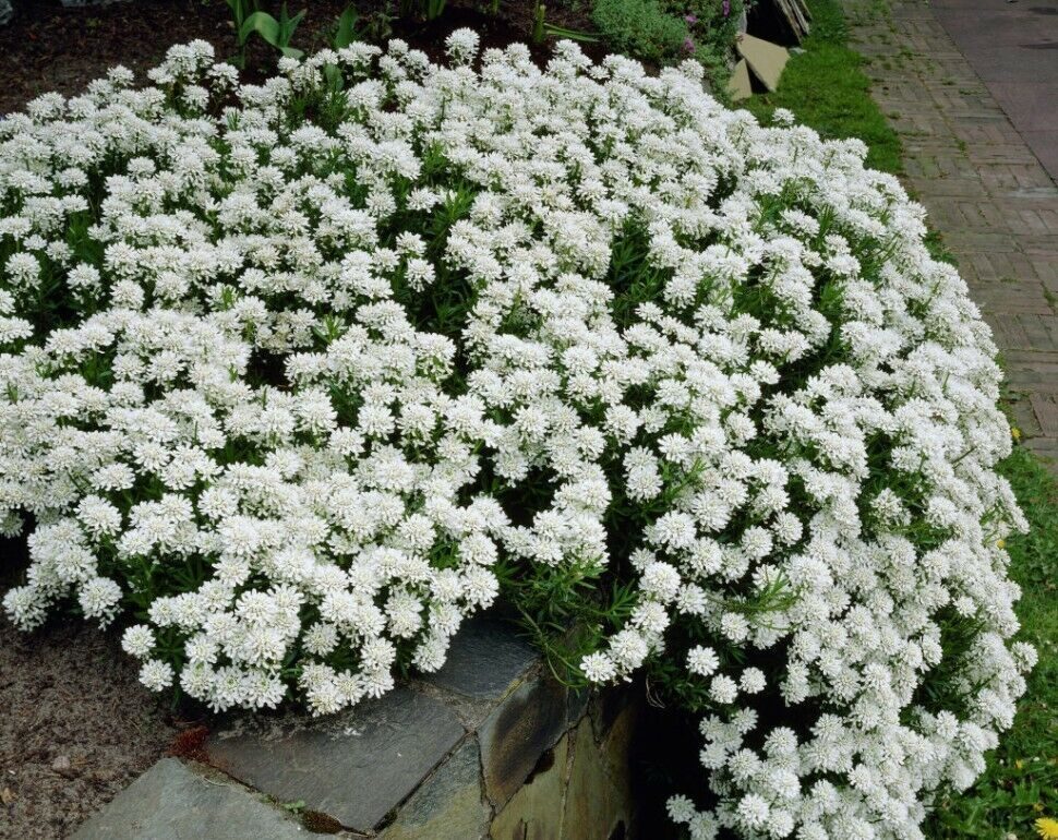 Белые мелкие цветы многолетники фото с названием